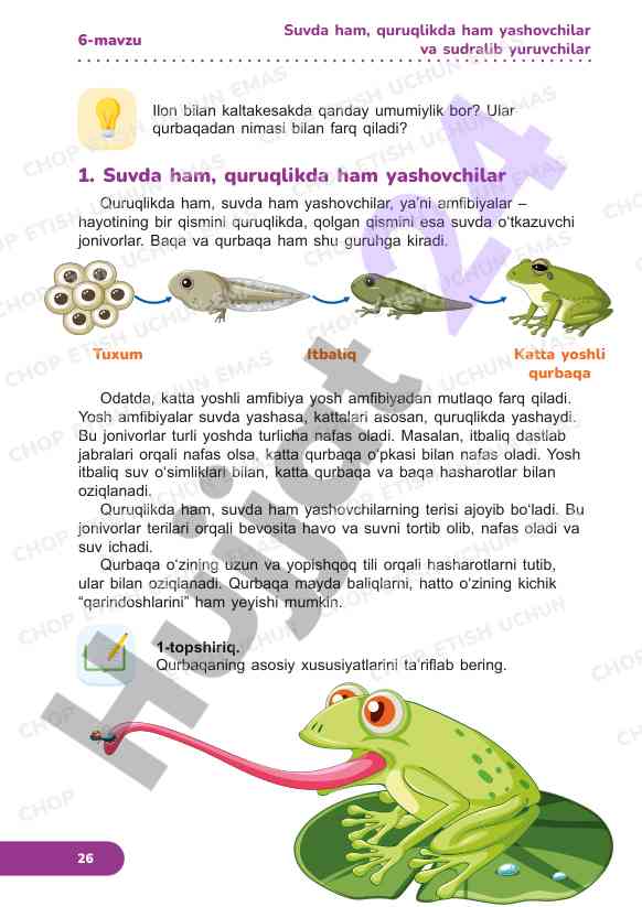 Amfibiyalar: qurbaqa va baqa xususiyatlari