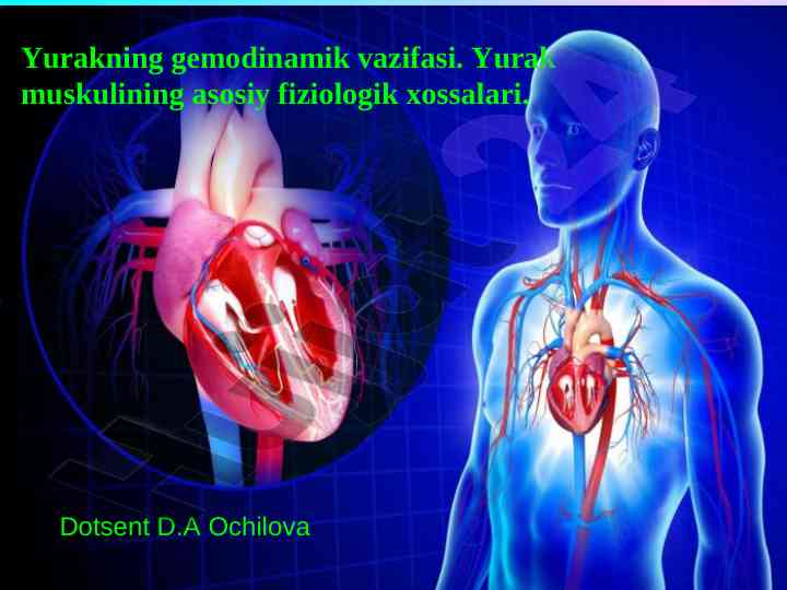 Yurakning gemodinamik vazifalari va fiziologik xossalari