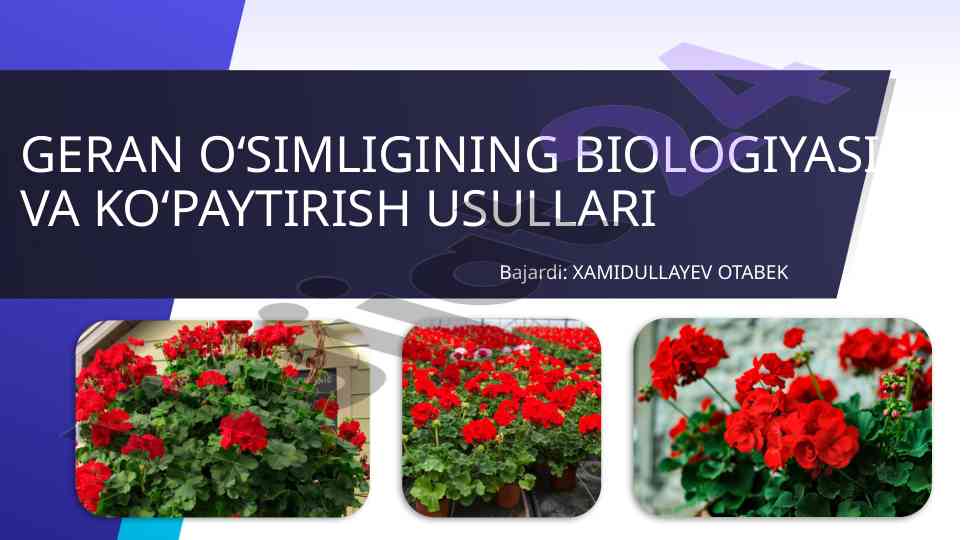 Geran o‘simliklari biologiyasi va ko‘paytirish usullari