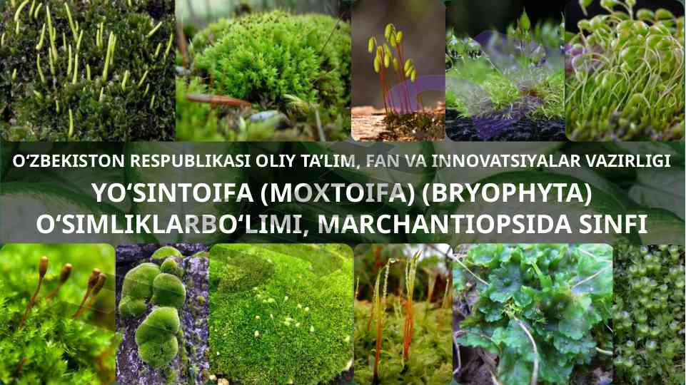 Morfologik va ekologik ahamiyatga ega yo‘sinlar