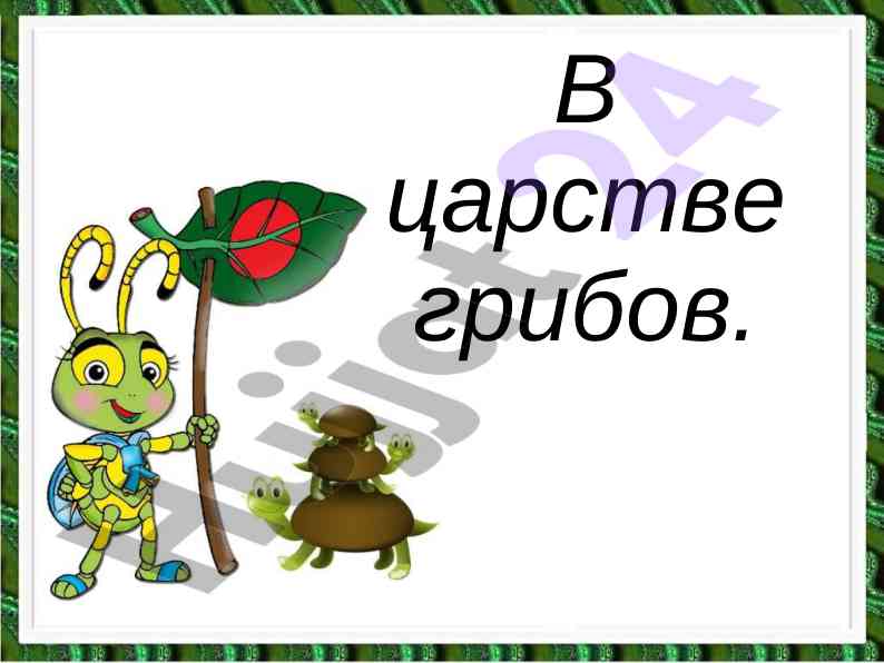 Царство грибов и его значение для экосистемы