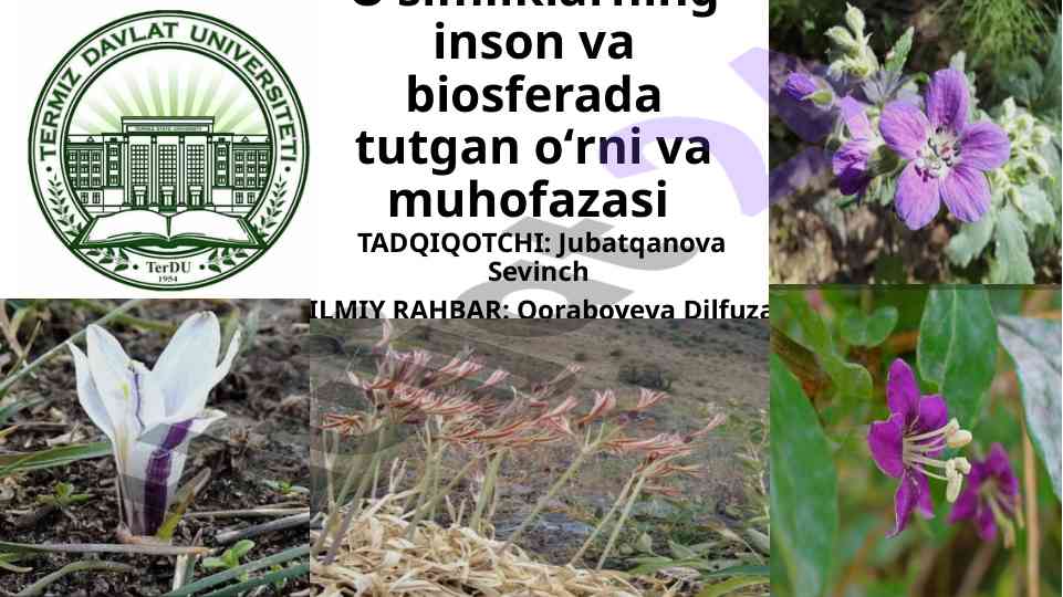 O‘simliklarning inson va biosferadagi o‘rni