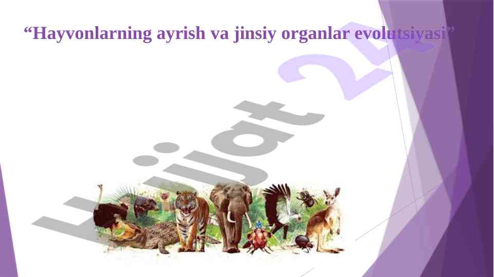 Hayvonlarning ayrish va jinsiy organlar evolutsiyasi