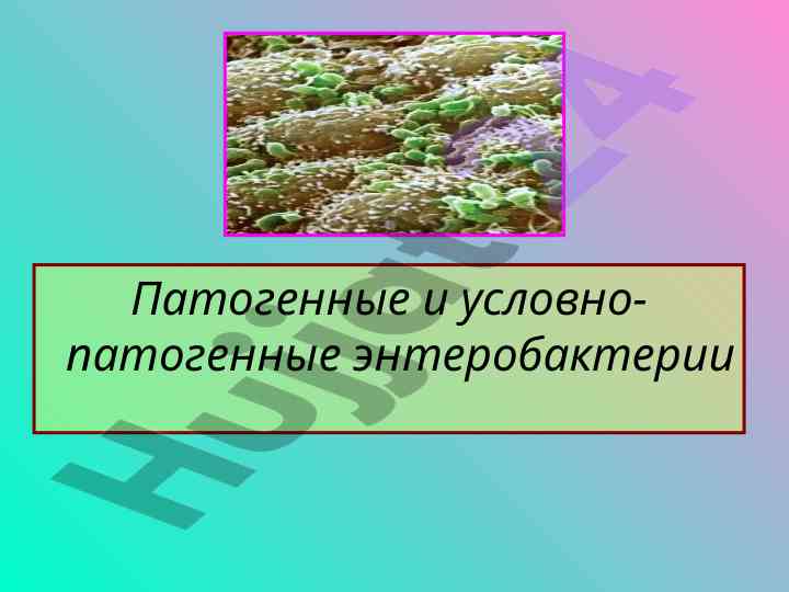Патогенные и условно-патогенные энтеробактерии