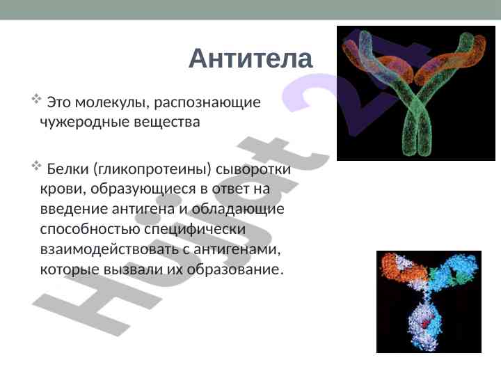 Строение и функции антител: иммуноглобулины