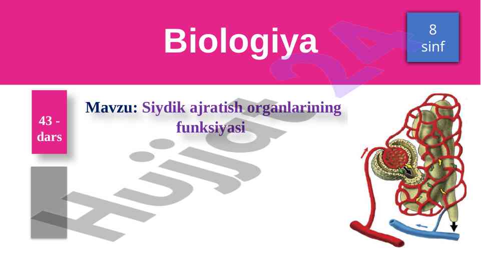 Siydik ajratish organlarining funksiyasi