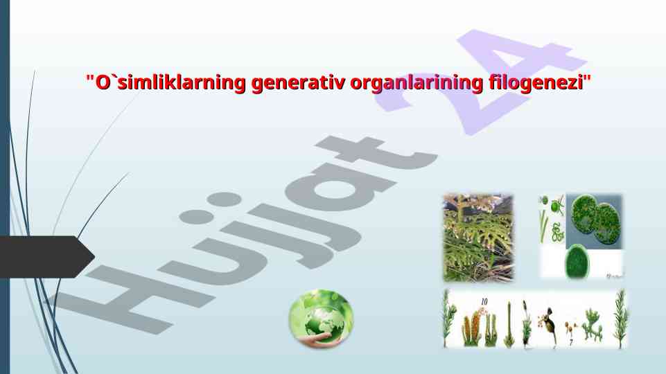 O`simliklarning generativ organlarining filogenezi