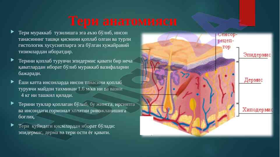 Teri anatomiyasi va fiziologiyasi haqida