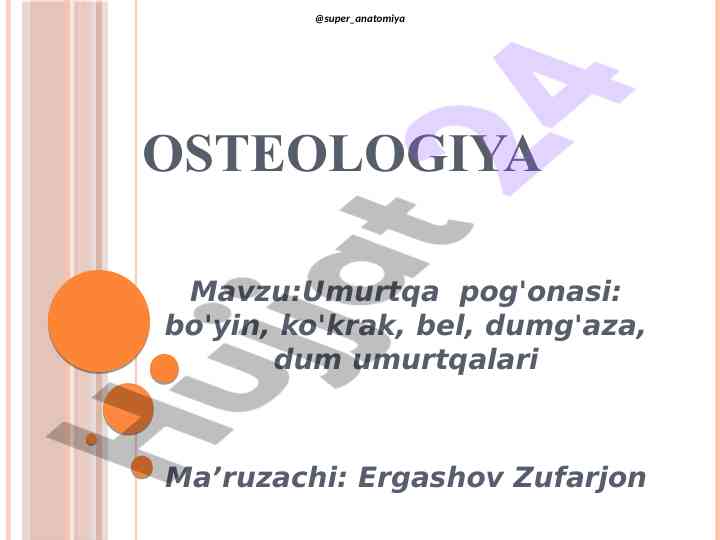Umurtqa pog'onasi: anatomik tuzilishi va funktsiyalari