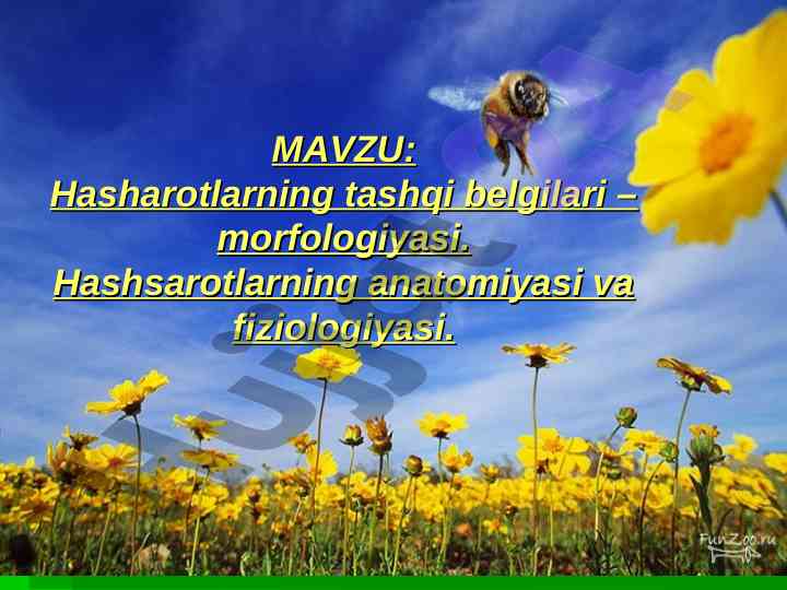 Hasharotlarning tashqi belgilari va morfologiyasi