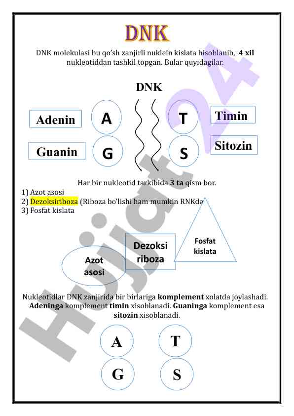 Dnk molekulasining tuzilishi va funktsiyalari