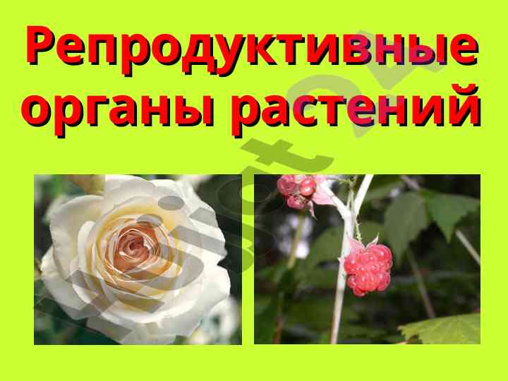 Строение цветка и его разнообразие
