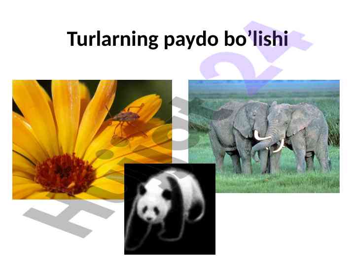 Turlarning paydo bo’lishi va divergensiya usullari
