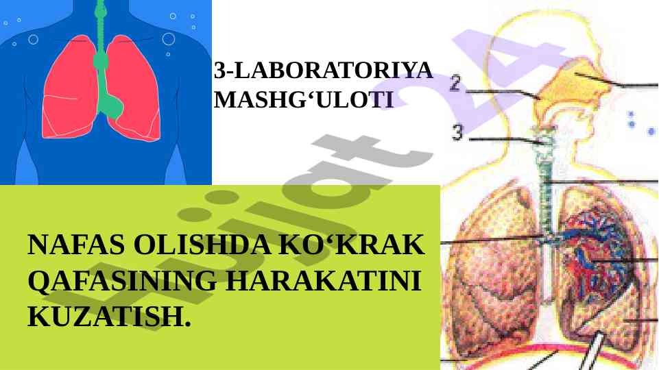 Nafas olishda ko‘krak qafasining harakatini kuzatish