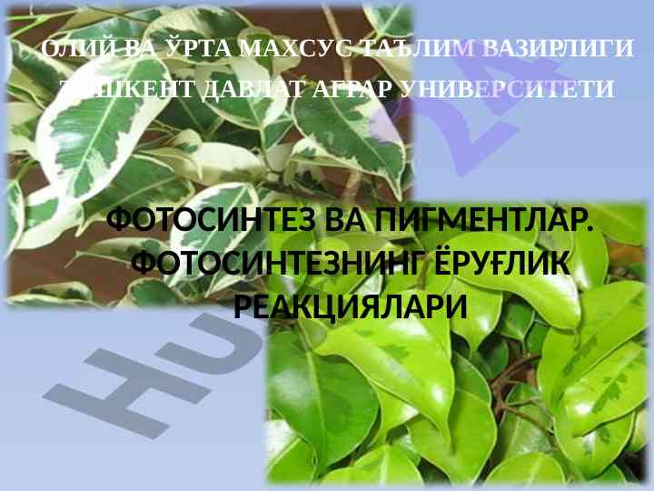 Fotosintez va pigmentlar: teoriyalari va amaliyoti