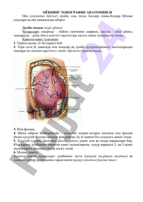 Оёқнинг топографик анатомияси таҳлили