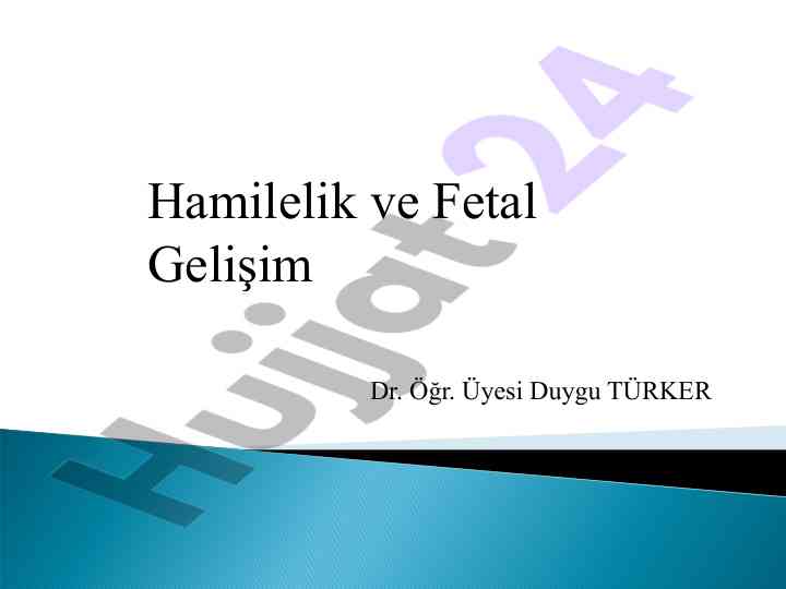 Hamilelik döneminde fetal gelişim süreçleri
