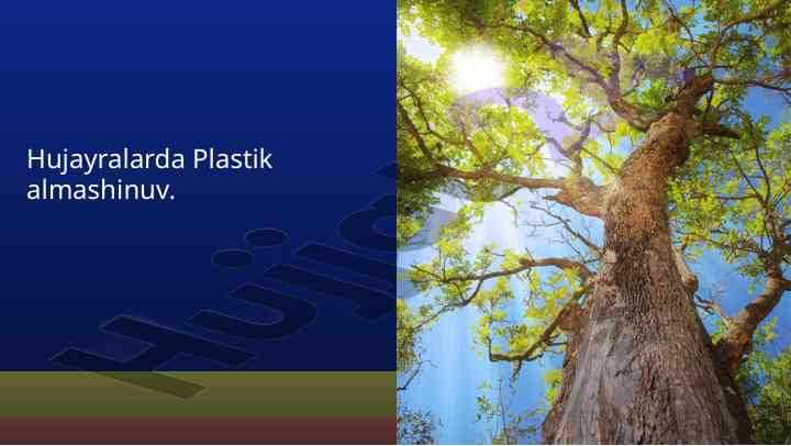 Hujayralarda plastik almashinuv jarayonlari