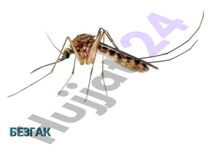 Bezgak epidemiologiyasi va kli̇ni̇kasidan qisqacha