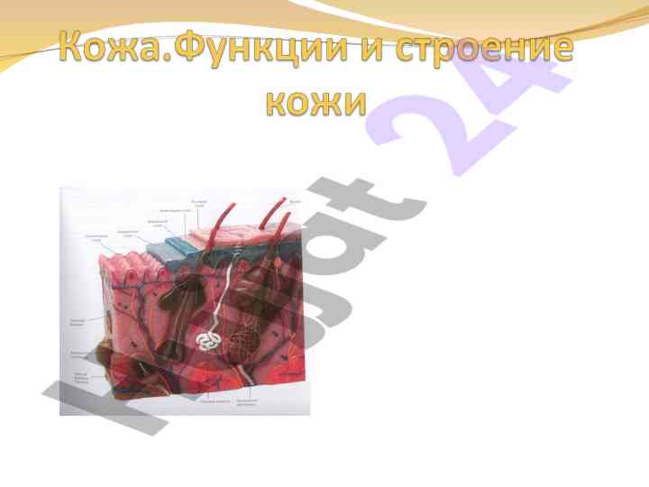 Funktsii kozhi: zashchitnaya, immunnaya, sekretnaya