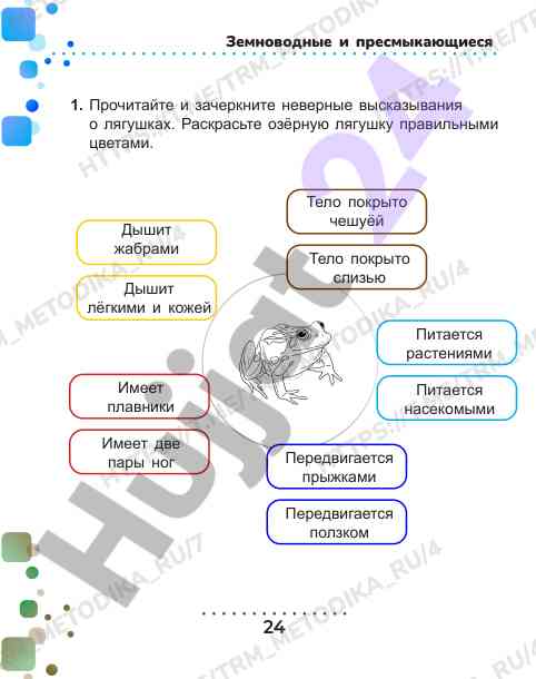 Земноводные и пресмыкающиеся по неверным высказываниям