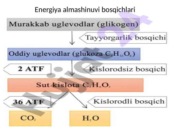 Energiya almashinuvi bosqichlari tahlili