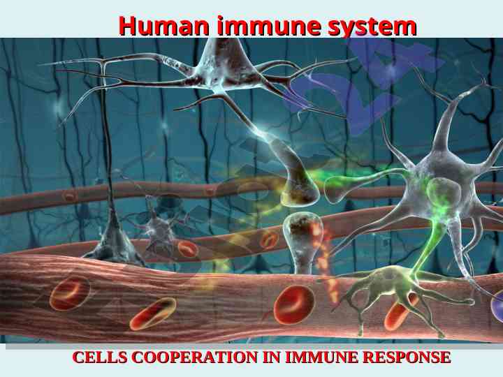 Human immune system cells and their functions