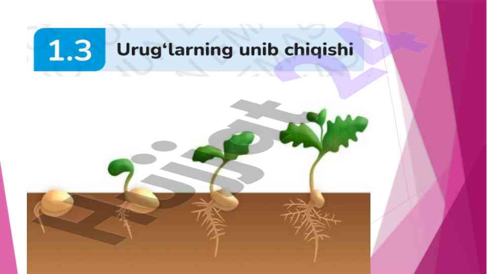 Topshiriqlar taqdiqoti va krossvord to‘ldirish