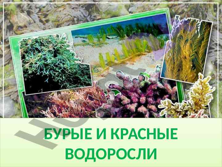 Buroy va qizil vodorosli tahlili