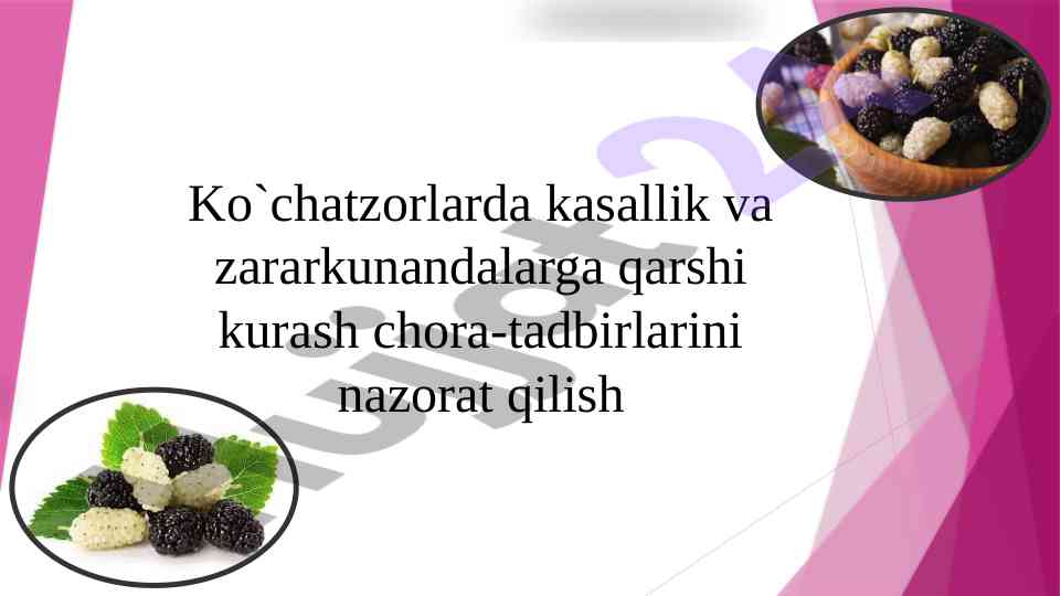 Tut ko'chatlarida kasalliklar va kurash choralari