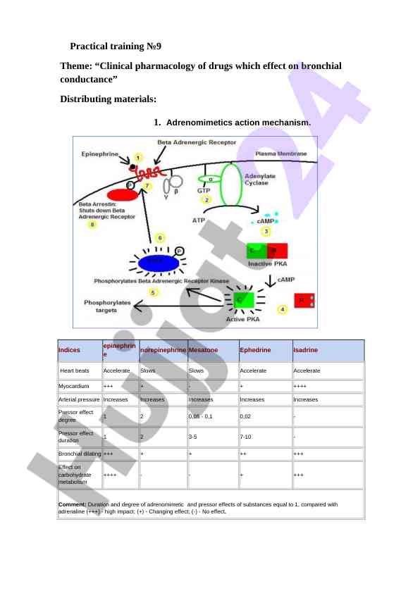 Clinical pharmacology study of bronchial conductance