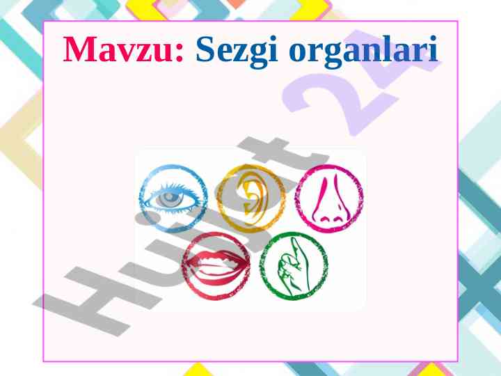 Sezgi organlari va ularning funktsiyalari