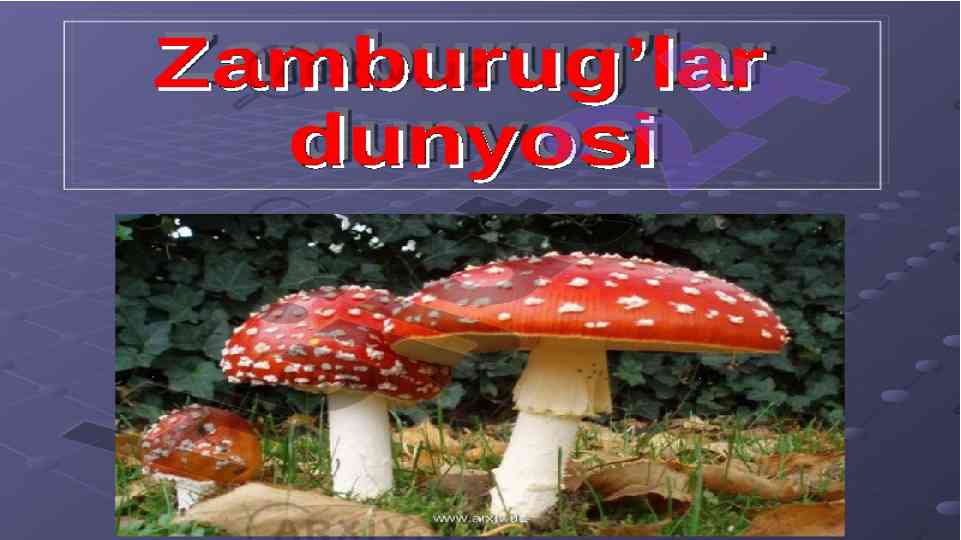 Zamburug‘larning tuzilishi va turlari