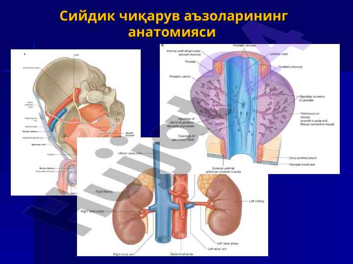 Сийдик чиқарув аъзоларининг анатомияси