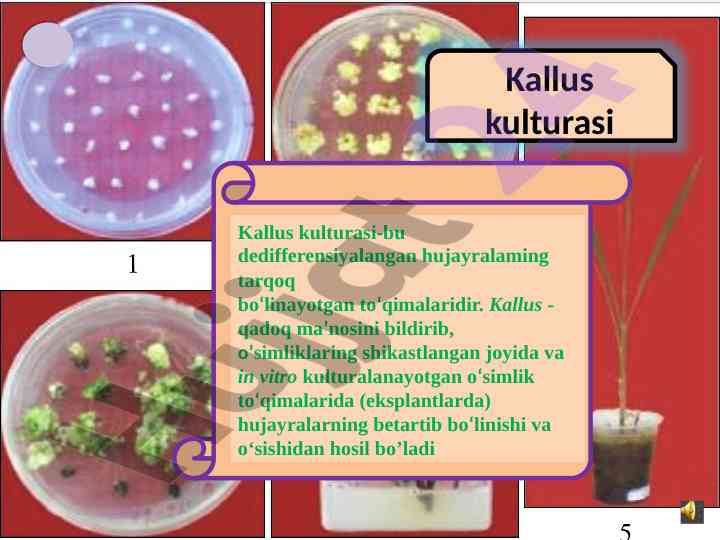 Kallus kulturasi va uning o‘zgaruvchanligi
