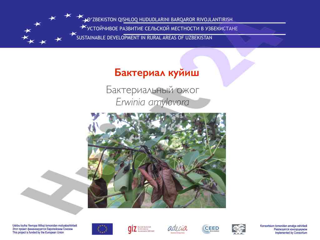 Sustainable development in rural areas of uzbekistan