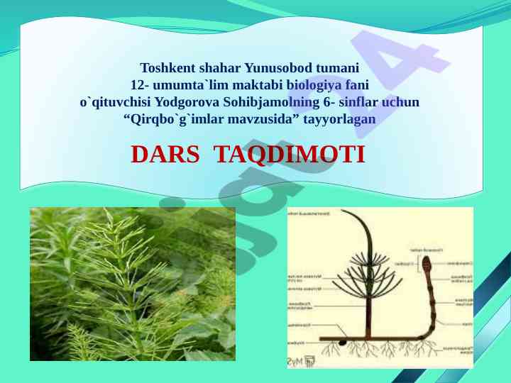 Qirqbo'g'imlar mavzusida dars taqdimoti