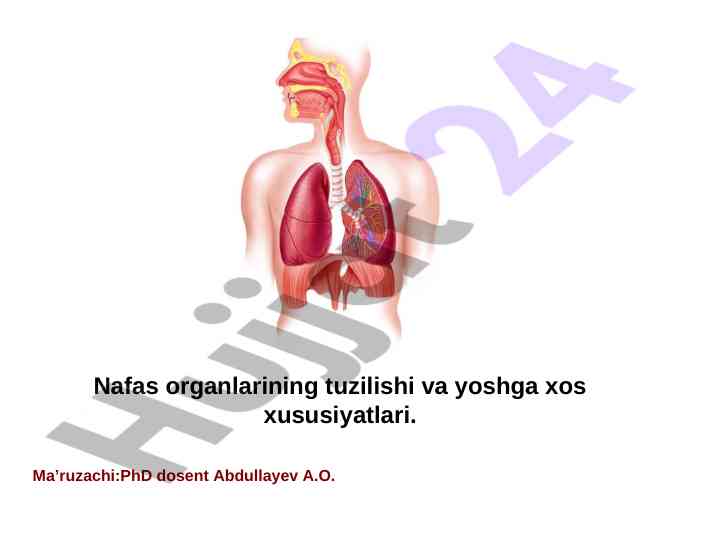 Nafas organlarining tuzilishi va yoshga xos xususiyatlari