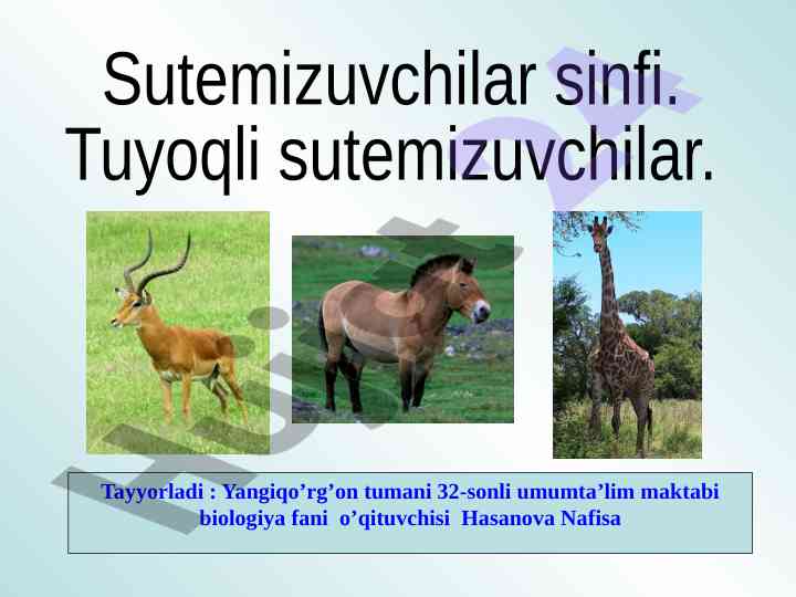 Sutemizuvchilar sinfi tuyoqli sutemizuvchilar