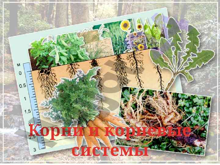 Korni i kornevye sistemy