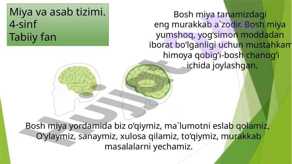Miya va asab tizimi haqida o‘quv qo‘llanma