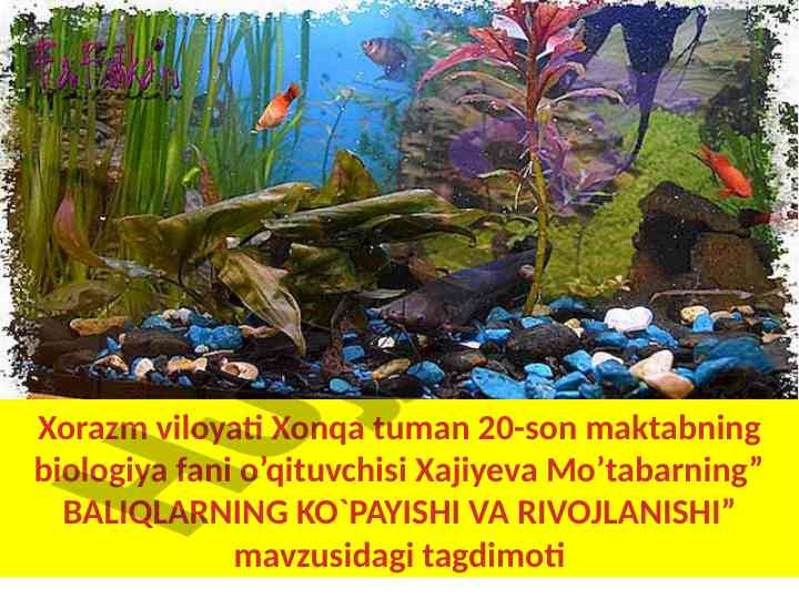 Baliqlarning ko'payishi va rivojlanishi taqdimoti