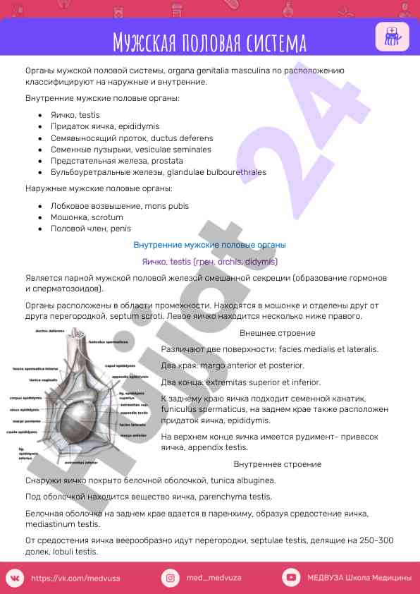 Muzhskaya polovaya sistema organy i ustroystvo