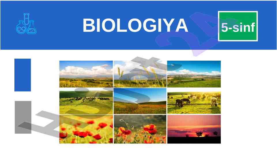 O‘simliklar mevasining rivojlanish bosqichlari