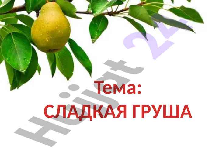 Сладкая груша и её виды и применение