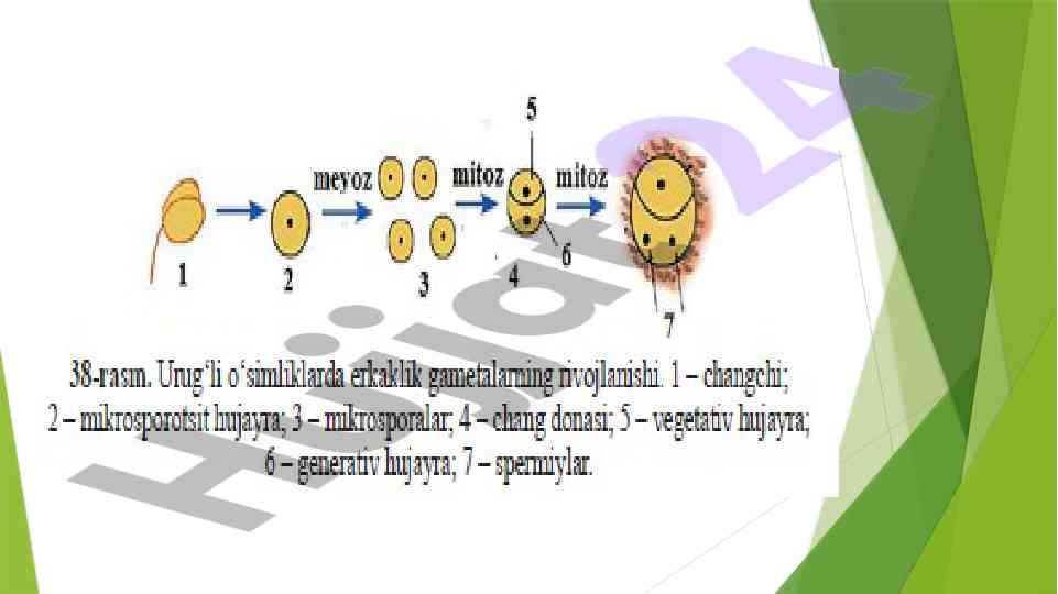 Osimliklarda uruglanish masalalari va xromasomalar