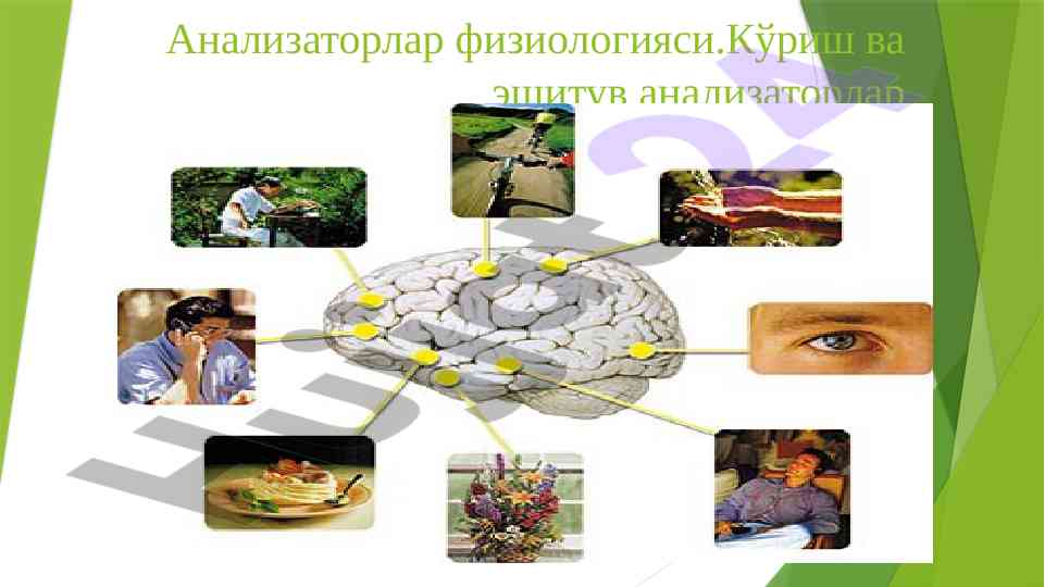 Kо‘rish va eshituv analizatorlari fiziologiyasi