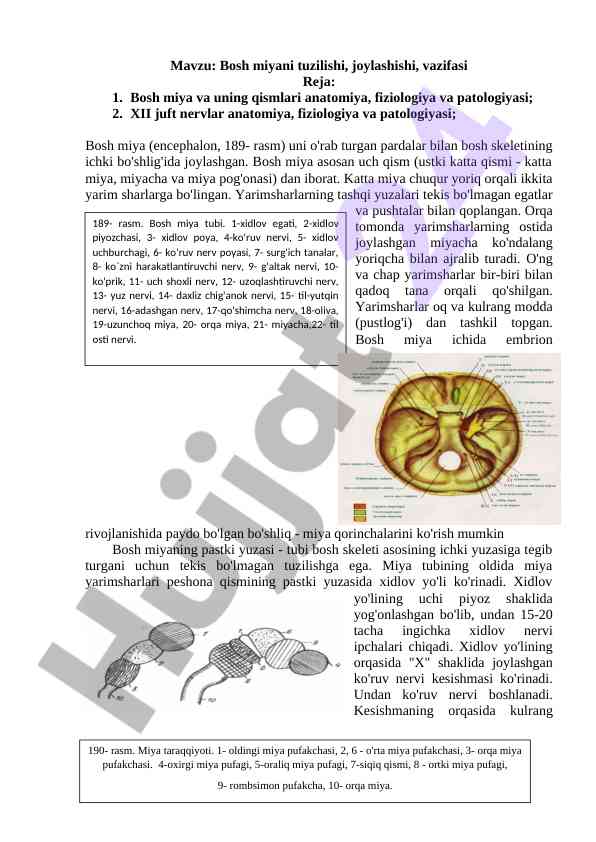 Bosh miyani tuzilishi va vazifasi