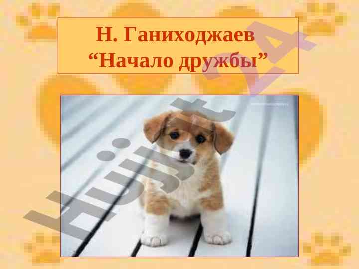 Разновидности и услуги собак для человека