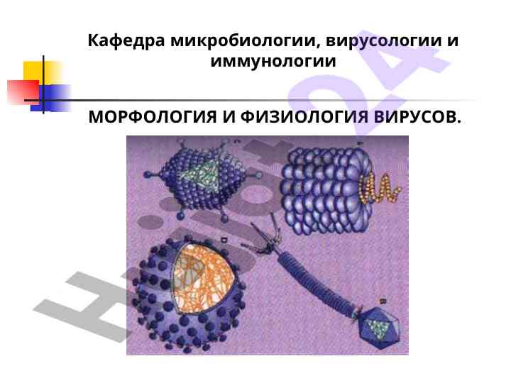 Морфология и физиология вирусов